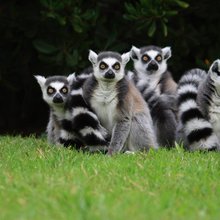 Parco Zoo Punta Verde