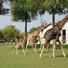 Giraffes at Punta Verde Zoo Park